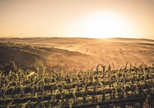 Riede Wechselberg im Kamptal