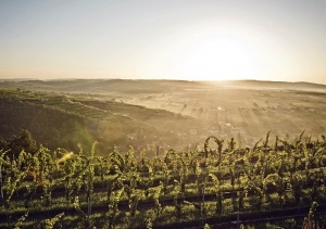 Morgenstimmung im Kamptal