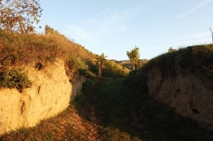 Lössboden im Kamptal