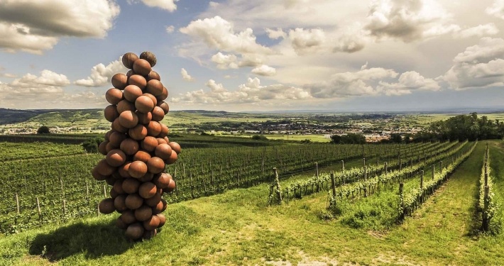 Wandern am Weinweg Langenlois